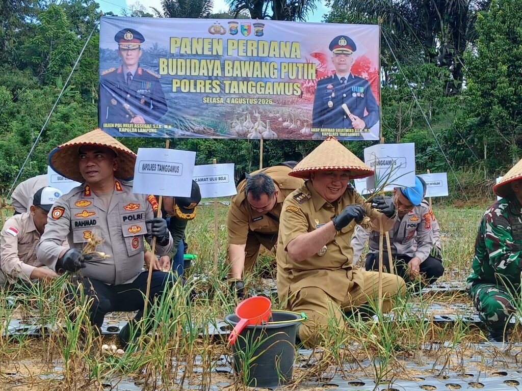 Panen Perdana Bawang Putih Grade A Sukses, Bupati Tanggamus Siapkan Perluasan Lahan dan Bidik Sentra Produksi Nasional