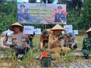 Panen Perdana Bawang Putih Grade A Sukses, Bupati Tanggamus Siapkan Perluasan Lahan dan Bidik Sentra Produksi Nasional